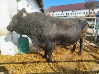 Plemenný býk Aberdeen Angus černý
