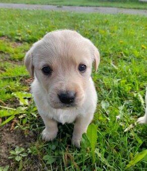 labradorsky retrivr