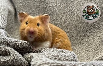 Křeček syrský s PP - DARUJI k adopci