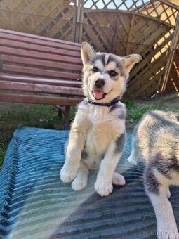 Sibiřský Husky (bez PP)