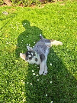 Sibiřský Husky (bez PP)