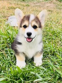 Welsh corgi pembroke s PP (FCI) - 1
