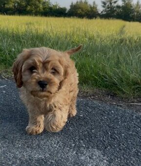 Cavapoo s registraci