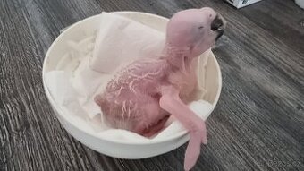 Ara ararauna - mláďatko na ručné dokŕmenie