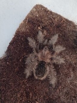 Sklípkan Brachypelma albopilosa - 1