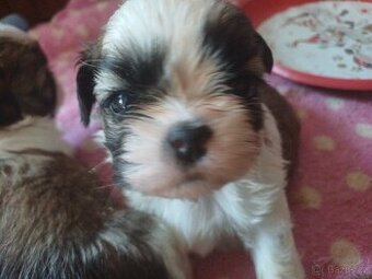 Shih tzu bez PP