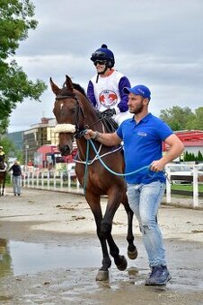 Prodám hodného valacha A1/1