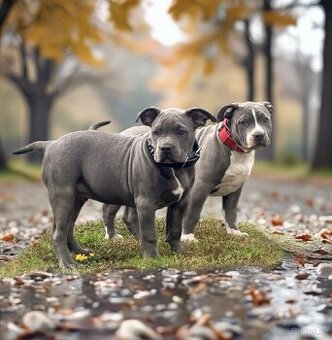 AMERICAN BULLY XL - IHNED K ODBĚRU