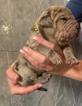 AMERICAN BULLY XL s PP - k rezervaci