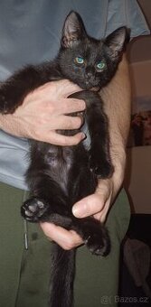 Kocourek č.1- Mainská x Ragdoll x