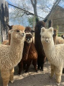 Lama alpaka - mláďata