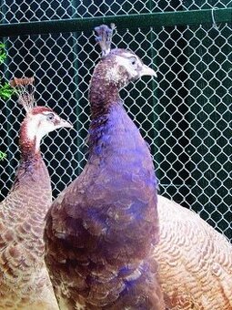 Páv korunkatý prodej