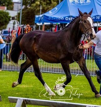 Kobyla Sliezsky teplokrvník (šlonzák)