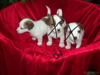 Jack Russell  teriér-hladkosrstý