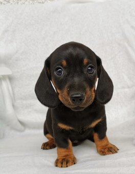 Jezevčík hladkosrstý