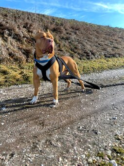 Krytí American Bully XL s PP