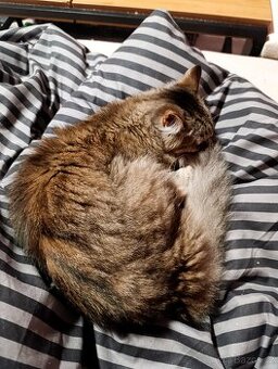 Kříženec Mainské mývalí