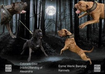 Americký Bandog štěňata