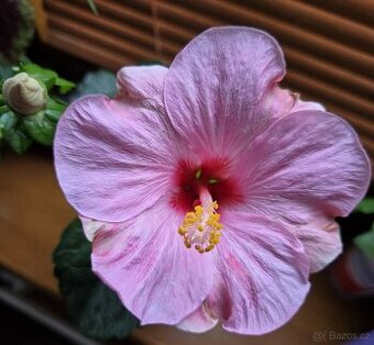 Ibišek světle růžový,  odnož