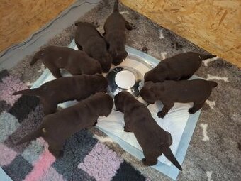 Labradorský retrívr čokoládová štěňata s PP