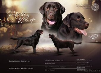 Labradorský retrívr čokoládová štěňata s PP