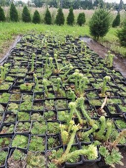 Netřesk (Skalka zelená střecha)