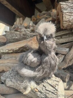 Hedvabnička velká vousta EU