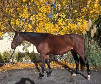 MLADÝ SPORTOVNÍ VALACH - VHODNÝ I NA VŠESTRANNOST