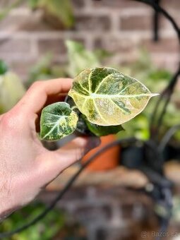 🌿 Pokojojovka Alocasia Black Velvet Gold Variegata - rare