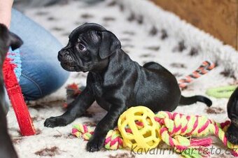 Stafordšírský bulteriér s PP FCI