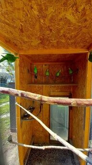 Papoušek Nádherný