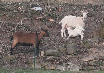 Kozel, kozy, kůzlata