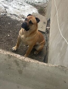 Daruji do dobrých rukou