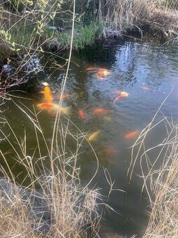 Koi kapr - 1