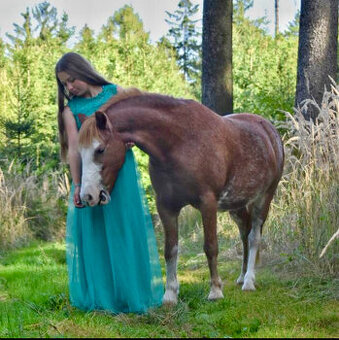 Milionový Welsh Mountain Pony - valach