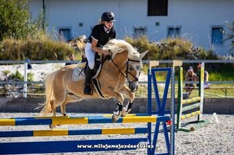 Pony klisna do sportu 10 let/ 133 KVH