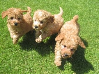Maltipoo štěňátka