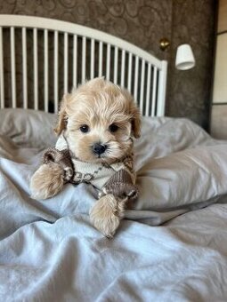 Maltipoo F1, karamelová barva