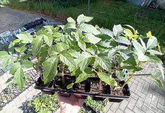 Sazenice rajčata, kedlubny, zelí, brokolice, kadeřávek, pór