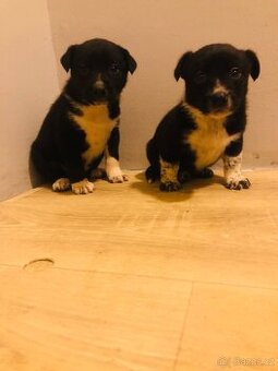 Jack russel teriér x čivava