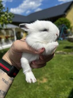 🐰 Zakrslí králíčci – zakrslý lvíček
