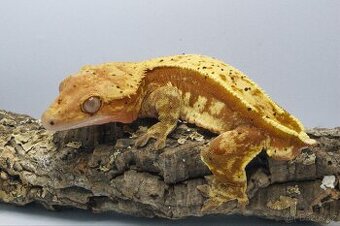 5.1 C. Ciliatus