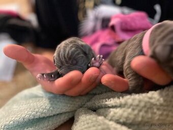 Cane Corso štěňátka