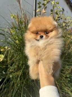 Prodávají se fenky pomeraniana 🐾