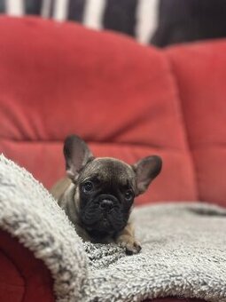 Francouzský buldoček bez PP