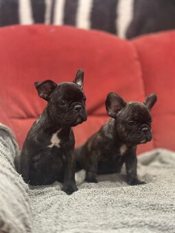 Francouzský buldoček bez PP