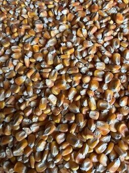 Kukuřice sušená letošní