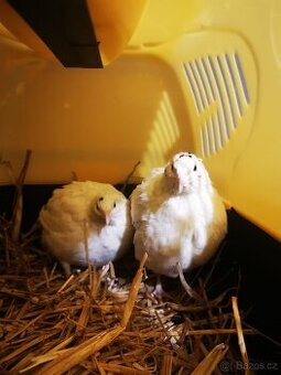 Kohouti , křepelka , křepelky