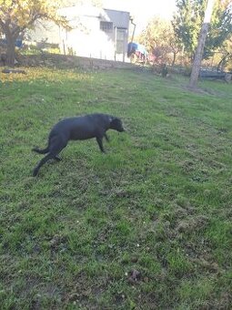 Daruji do dobrých rukou 5ti letou fenku