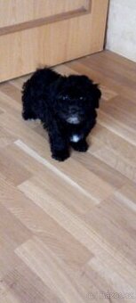 Barevny bolonsky psik